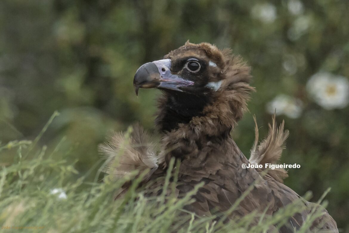 eb9851da252f3749ce2df50e870d996aa016d5df69fc