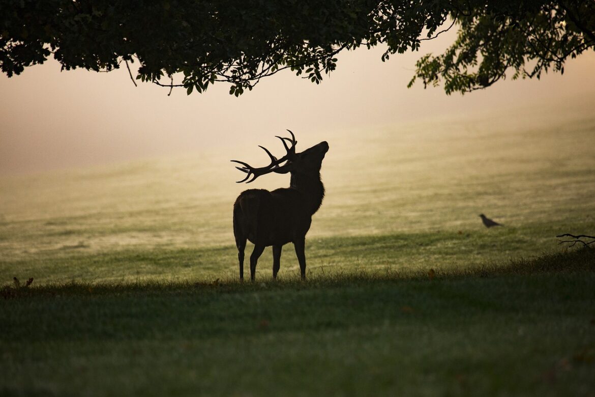 mist-4551691_1280
