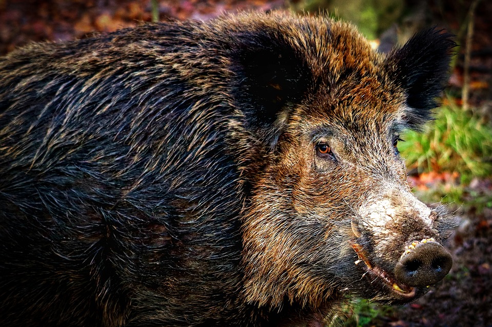 animal-6903911_960_720