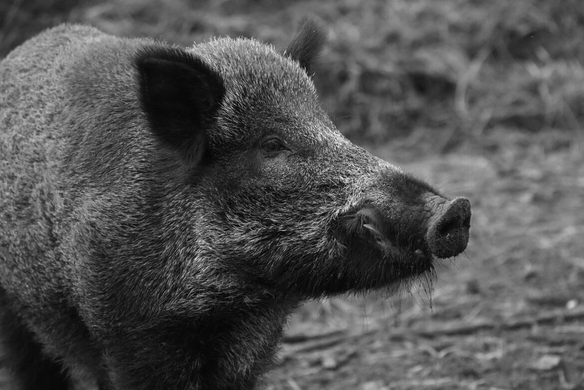 wild-boar-1797731_1280