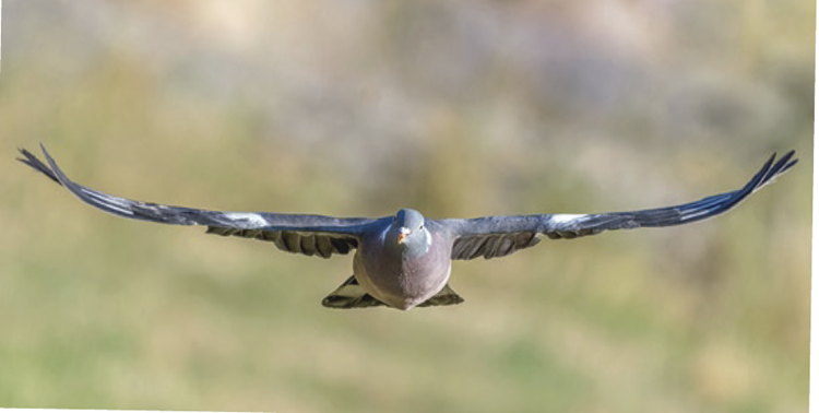 aaa