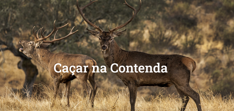 Sem título