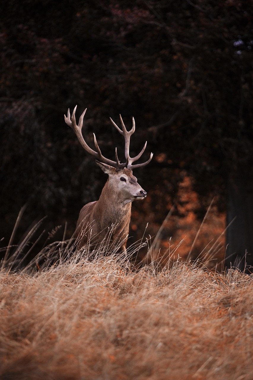 red-deer-4551678_1280