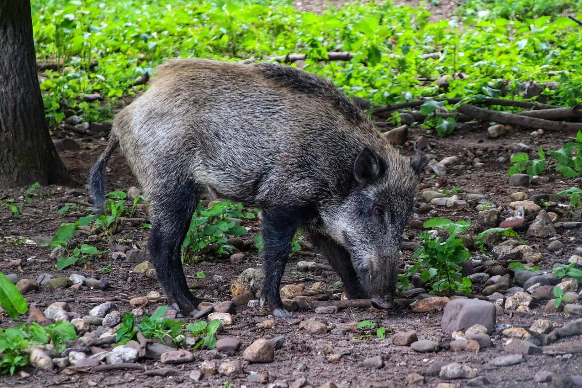 wild-boar-6524663_1280